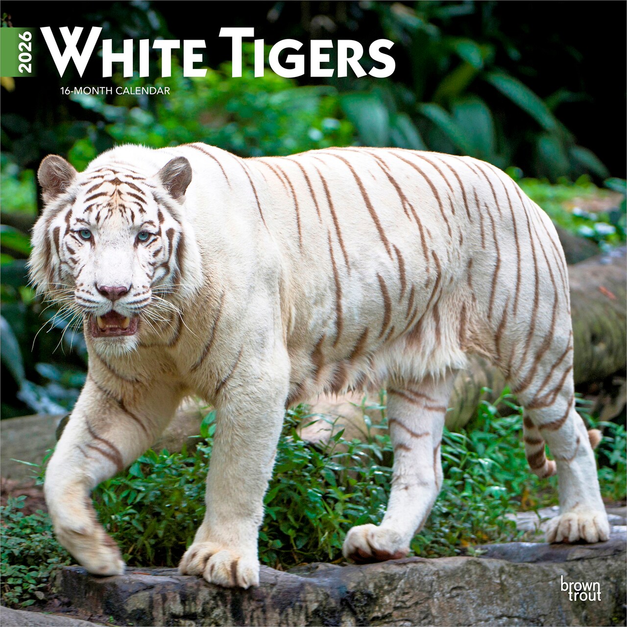 White Tigers | 2026 12 x 24 Inch (Hanging) Monthly Square Wall Calendar | Plastic-Free